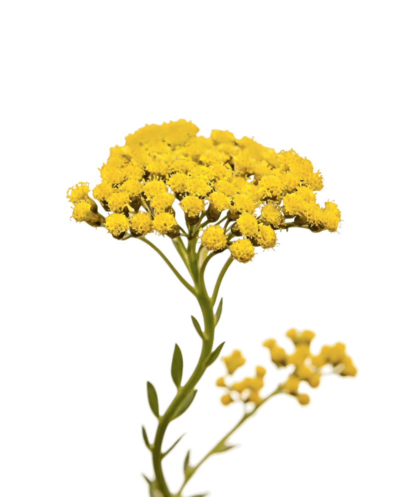 Бессмертник