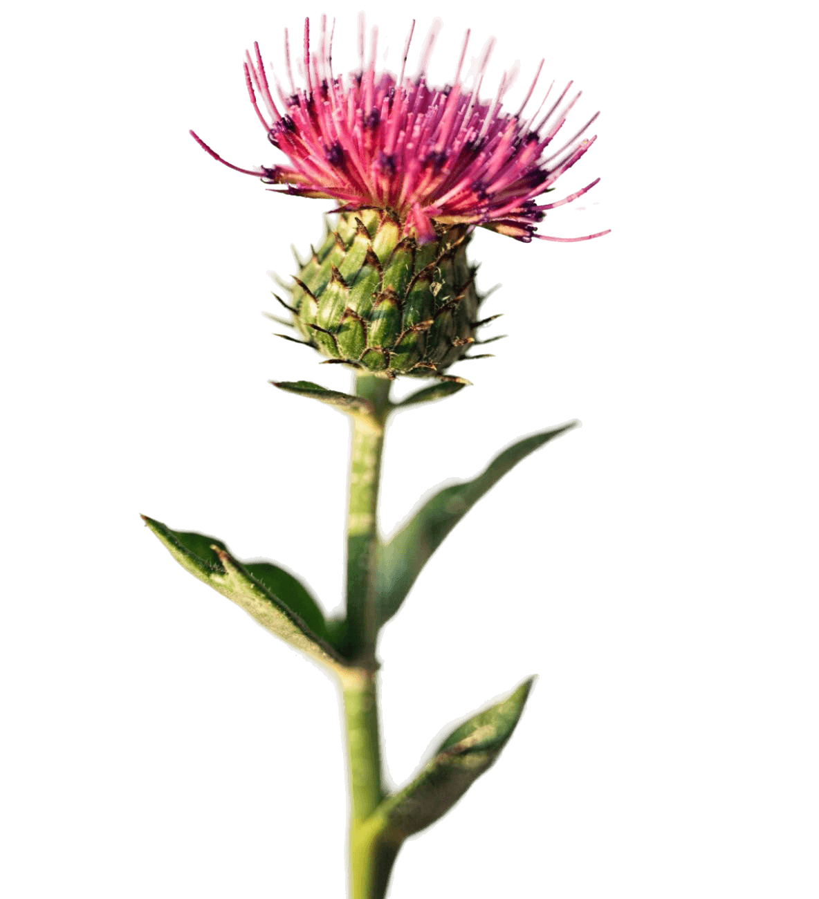 Чертополох